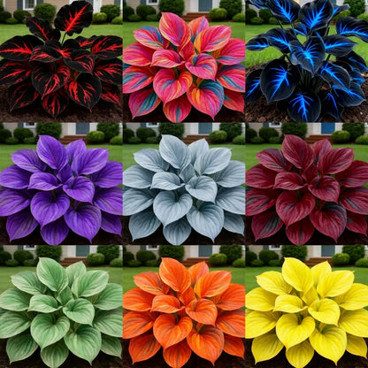 Rare Multicolor Hosta Seeds + Free 100g Organic Potmix