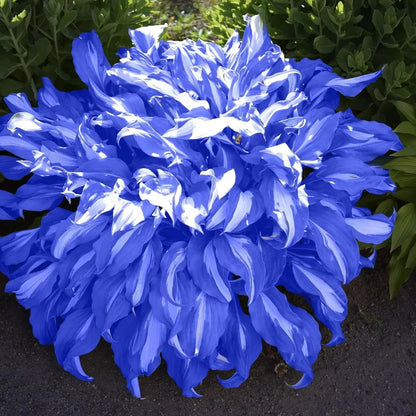 Rare Multicolor Hosta Seeds + Free 100g Organic Potmix