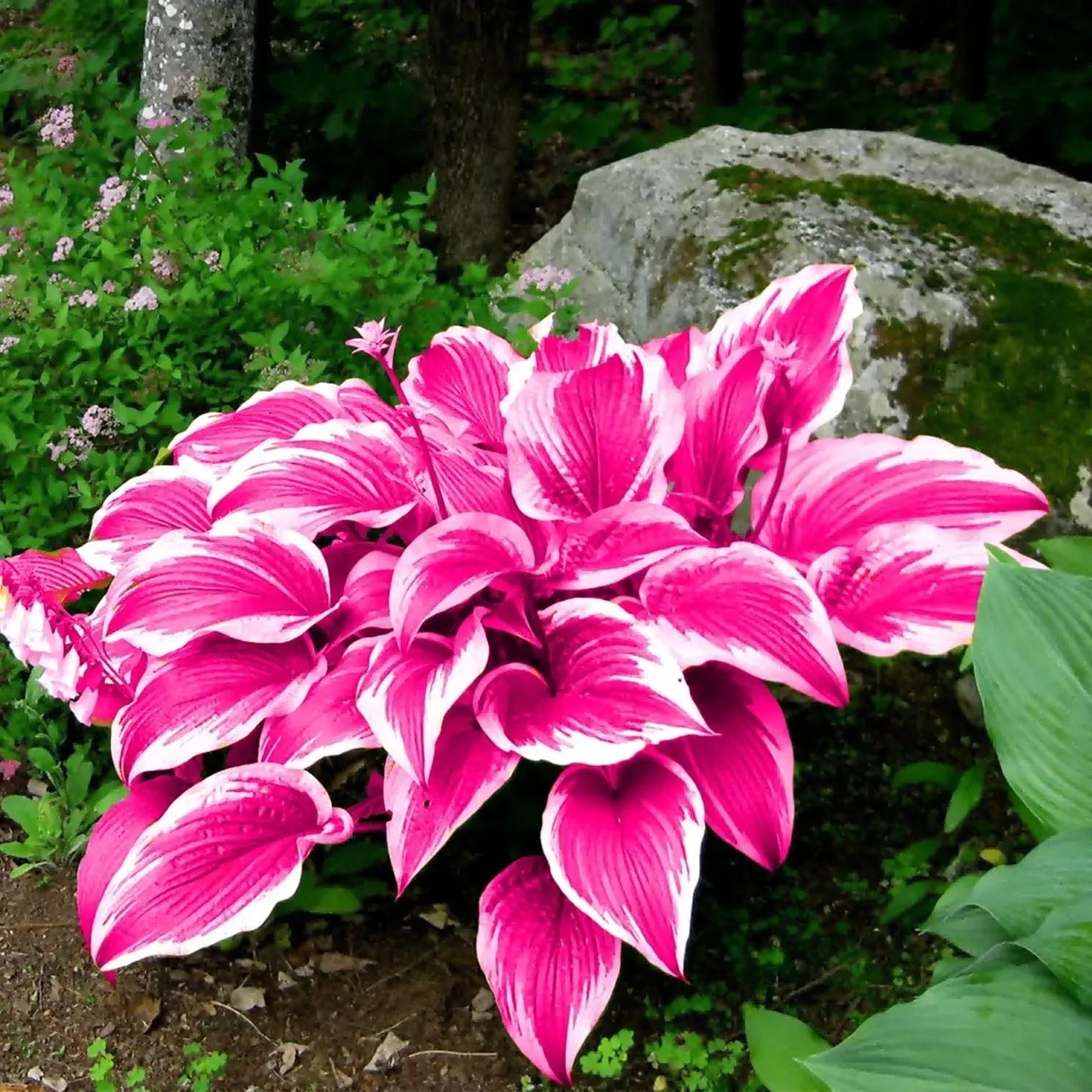 Rare Multicolor Hosta Seeds + Free 100g Organic Potmix