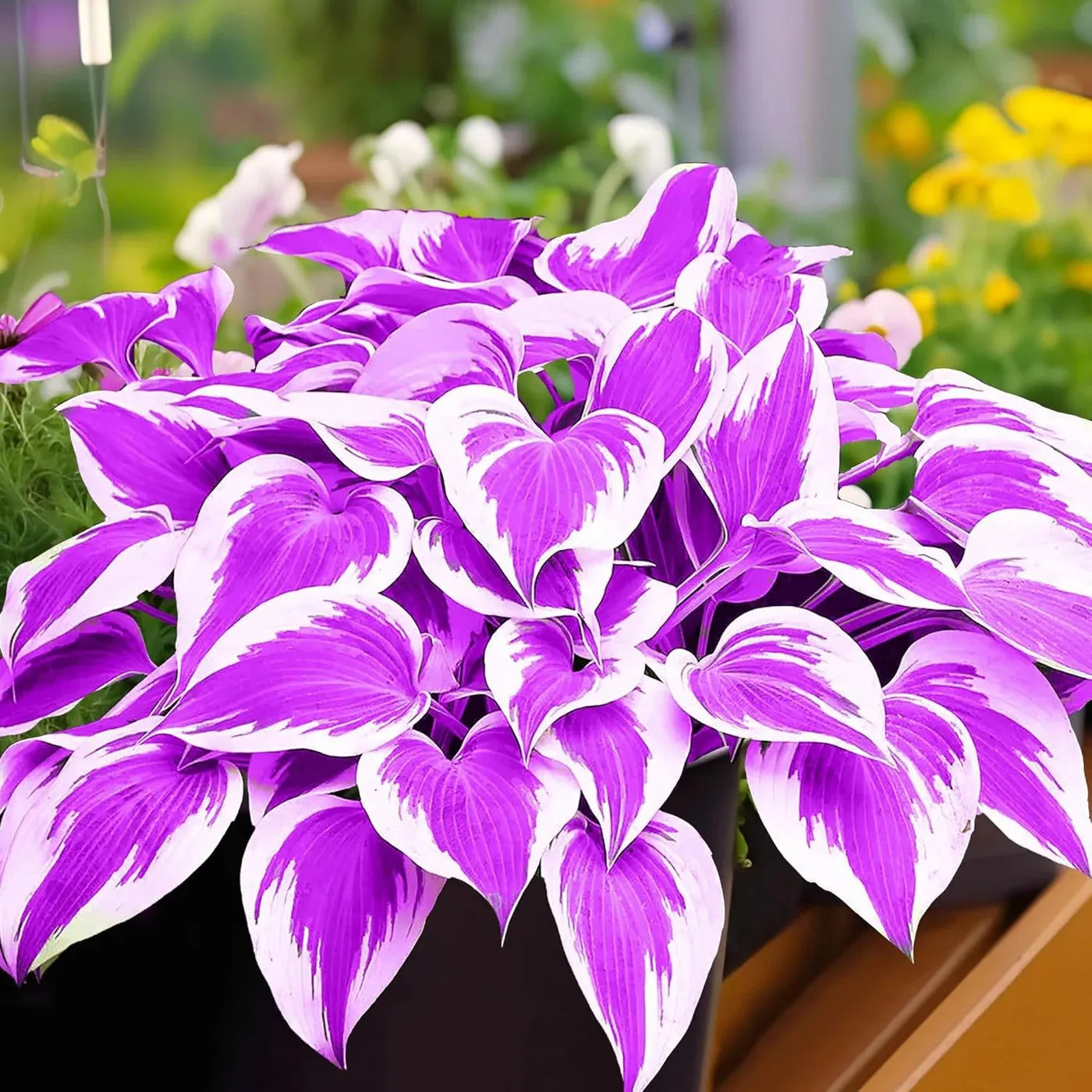 Rare Multicolor Hosta Seeds + Free 100g Organic Potmix