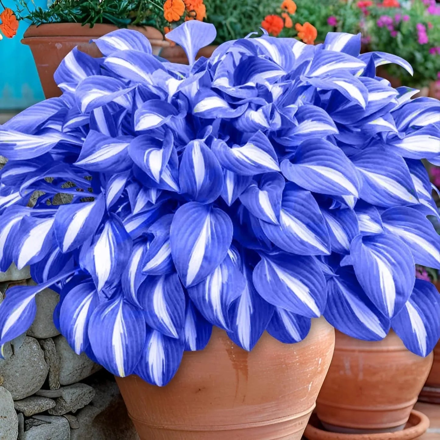 Rare Multicolor Hosta Seeds + Free 100g Organic Potmix